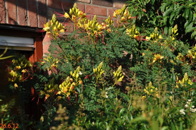 caesalpinia gilliesii